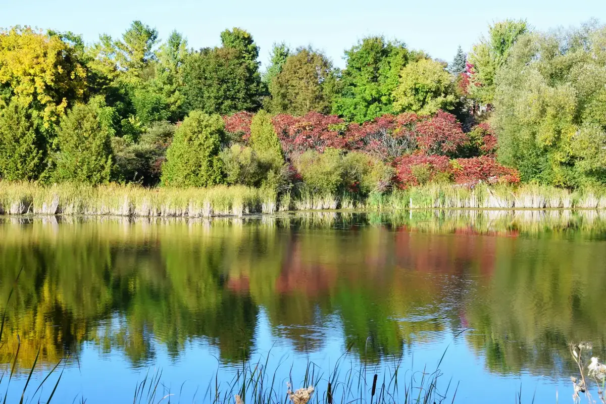 Autumn trees reflected in the pond at the Aurora Community Arboretum