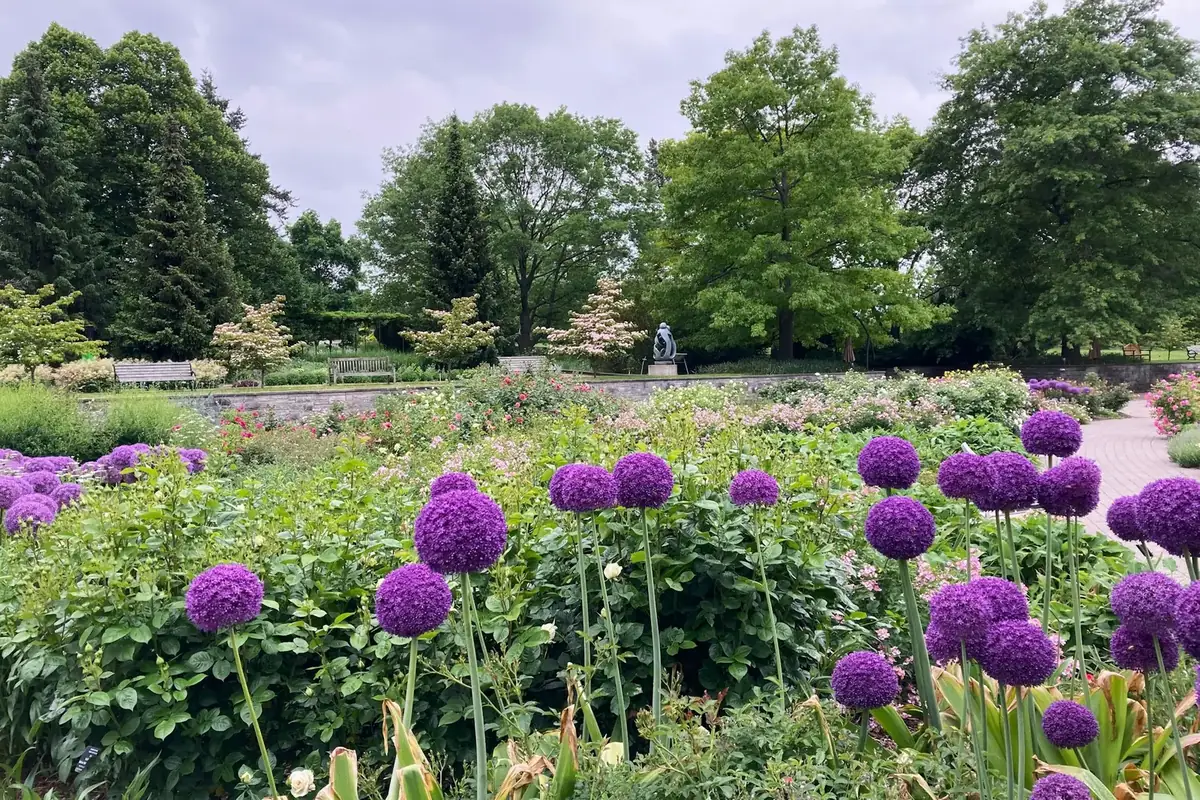Purple allium in bloom at the Royal Botanical Gardens’ Hendrie Park, Burlington