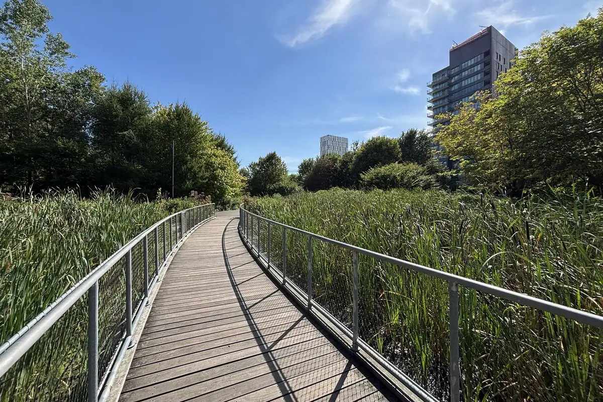 Boardwalk through the urban marsh at Corktown Common park in Corktown, Toronto