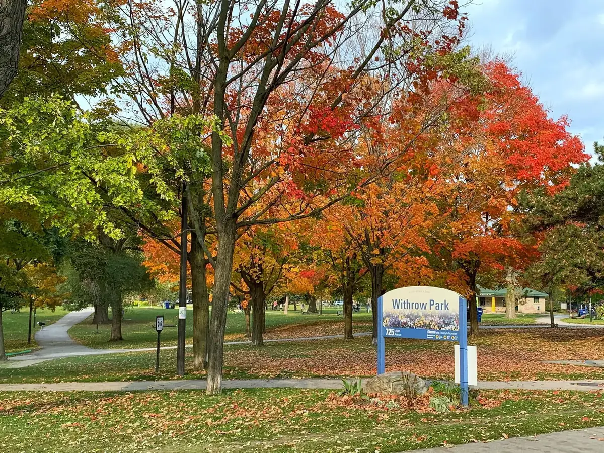Autumn maples in Withrow Park, a short walk south of the Danforth in Toronto