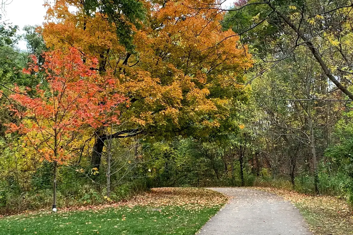 Autumn maples along a trail in Taylor Creek Park, East York, Toronto