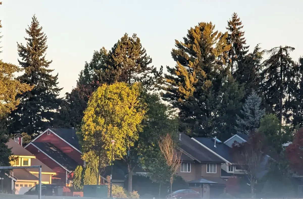Sunlit evergreens above family homes at the edge of Sparwood Park in Champlain Heights, Killarney, Vancouver
