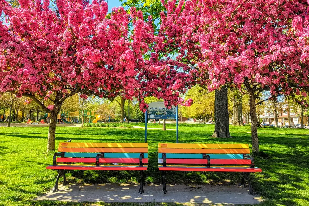 Pink spring blossoms over two multicoloured benches in Leslie Grove Park, Leslieville, Toronto