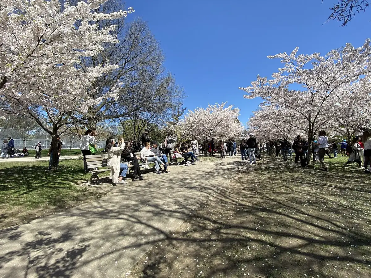 Cherry blossoms in bloom along a path in Trinity Bellwoods Park, Toronto