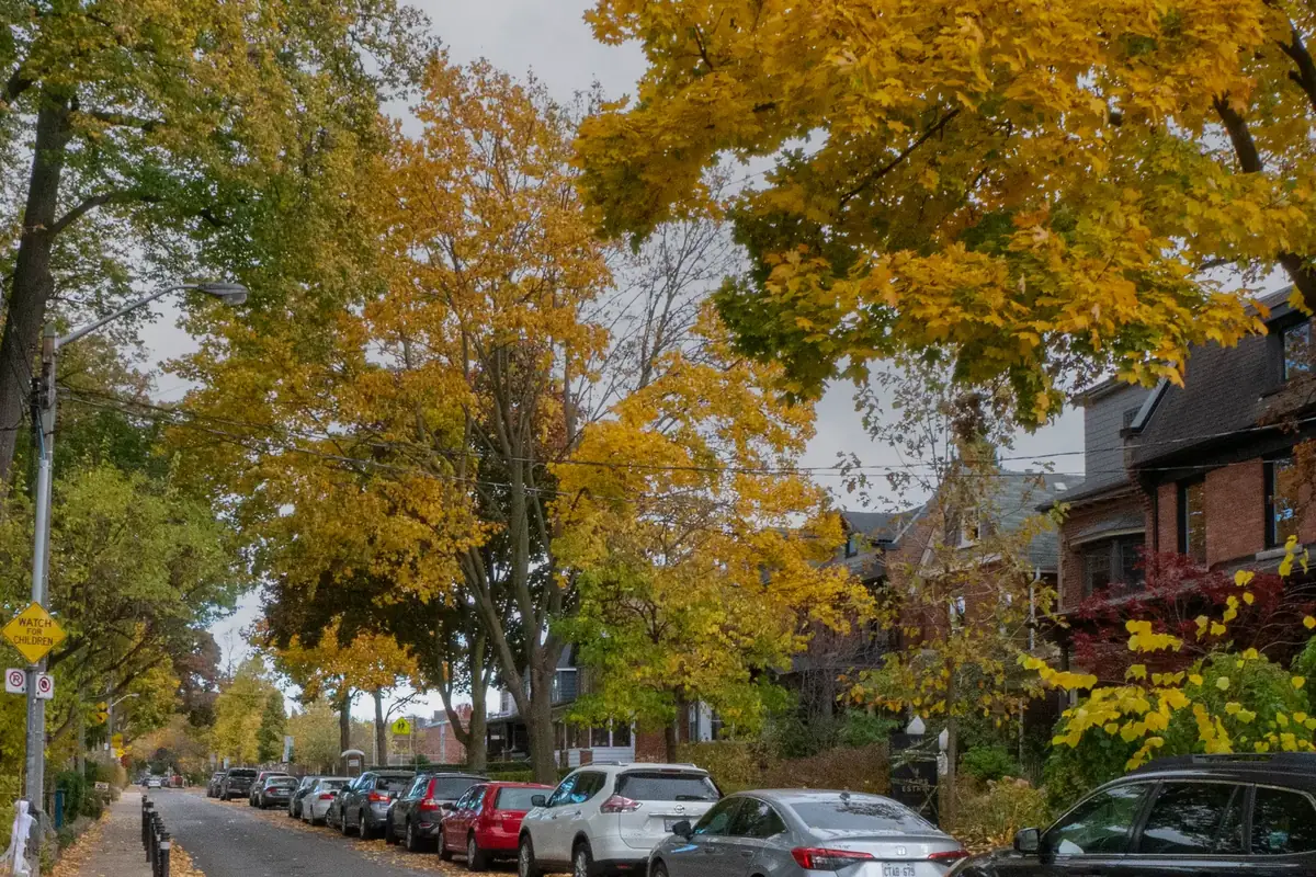 Golden autumn maples arching over Wright Avenue and its brick houses in Roncesvalles, Toronto