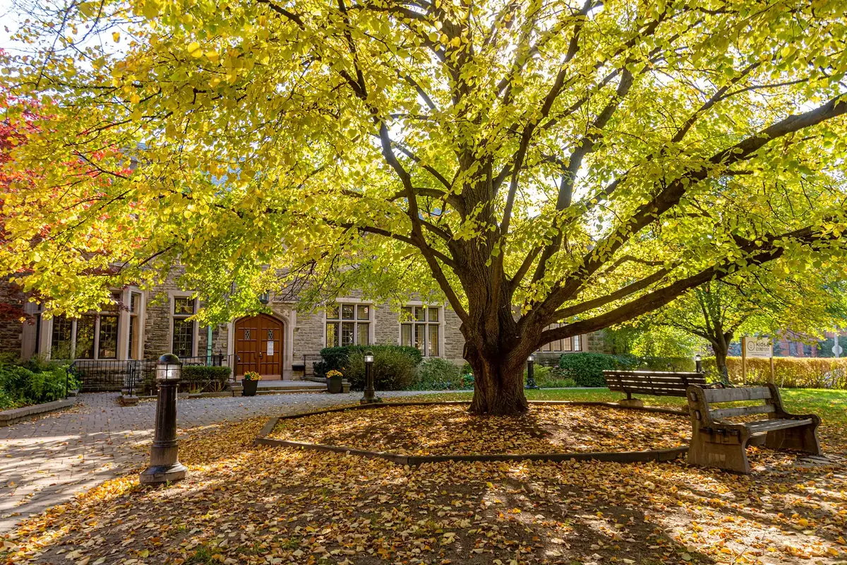 Golden autumn tree in the garden of Rosedale Presbyterian Church, Rosedale, Toronto